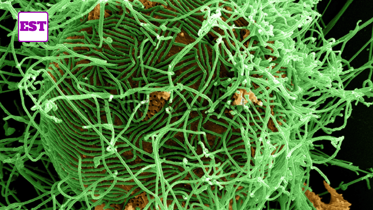 Bundibugyo Ebola Strain